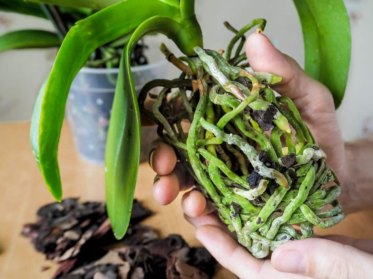 Green roots indicate an orchid was recently watered