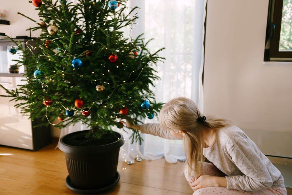 A woman watering a potted Christmas tree
