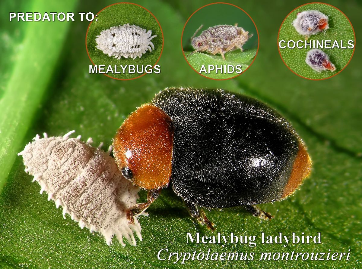 Mealybug ladybug eating a mealybug