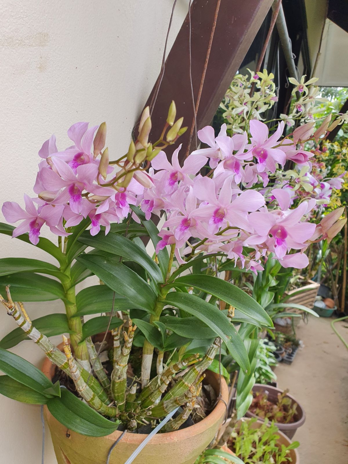 A healthy blooming dendrobium orchid