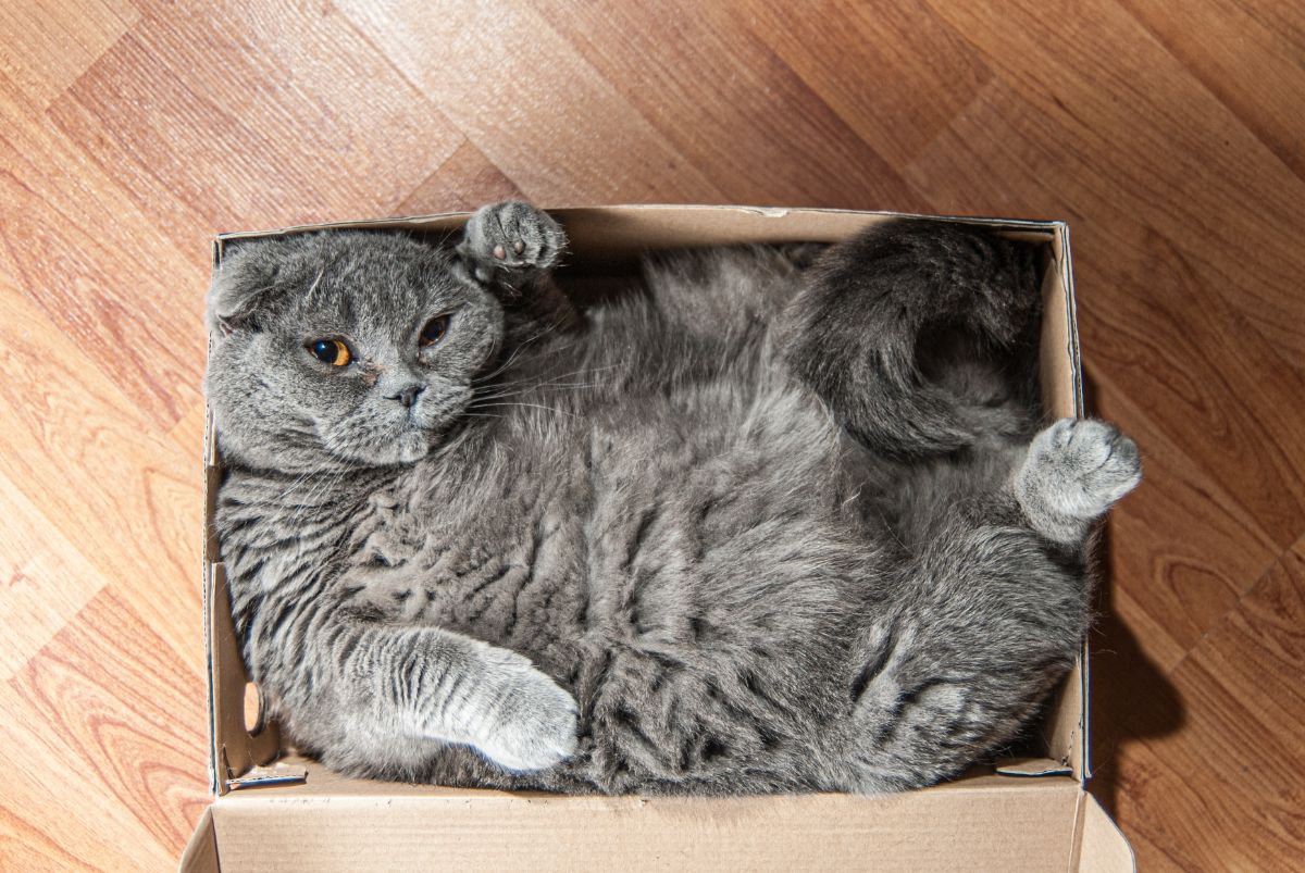 A fat cat stuffed into a box