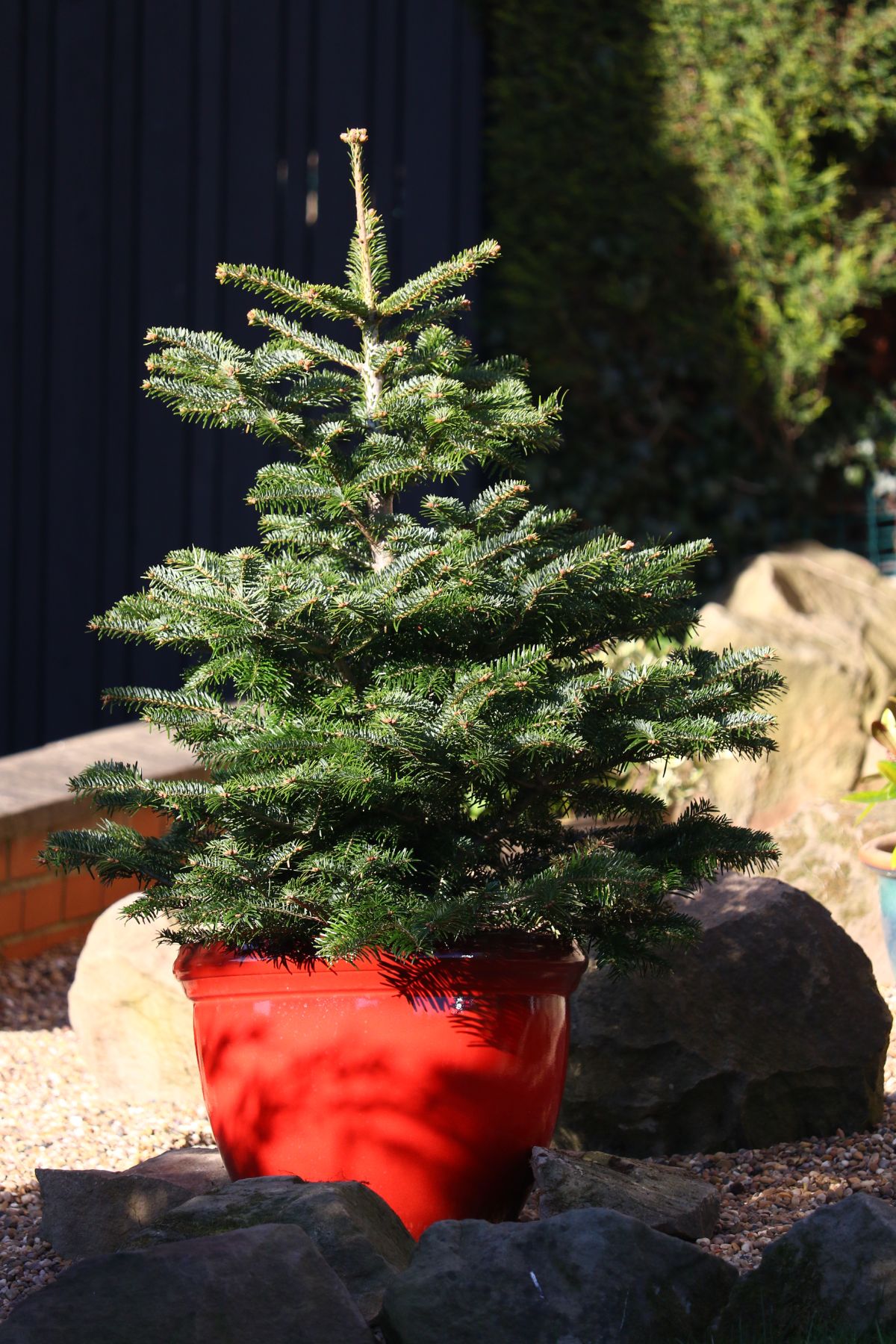 A potted living Christmas tree outdoors