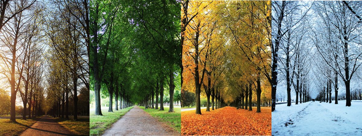 Trees over the four seasons