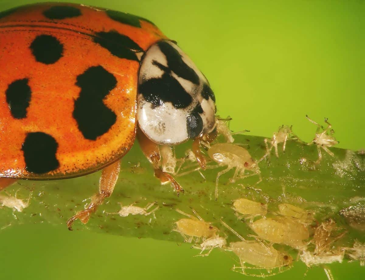 A ladybug eating mealybugs