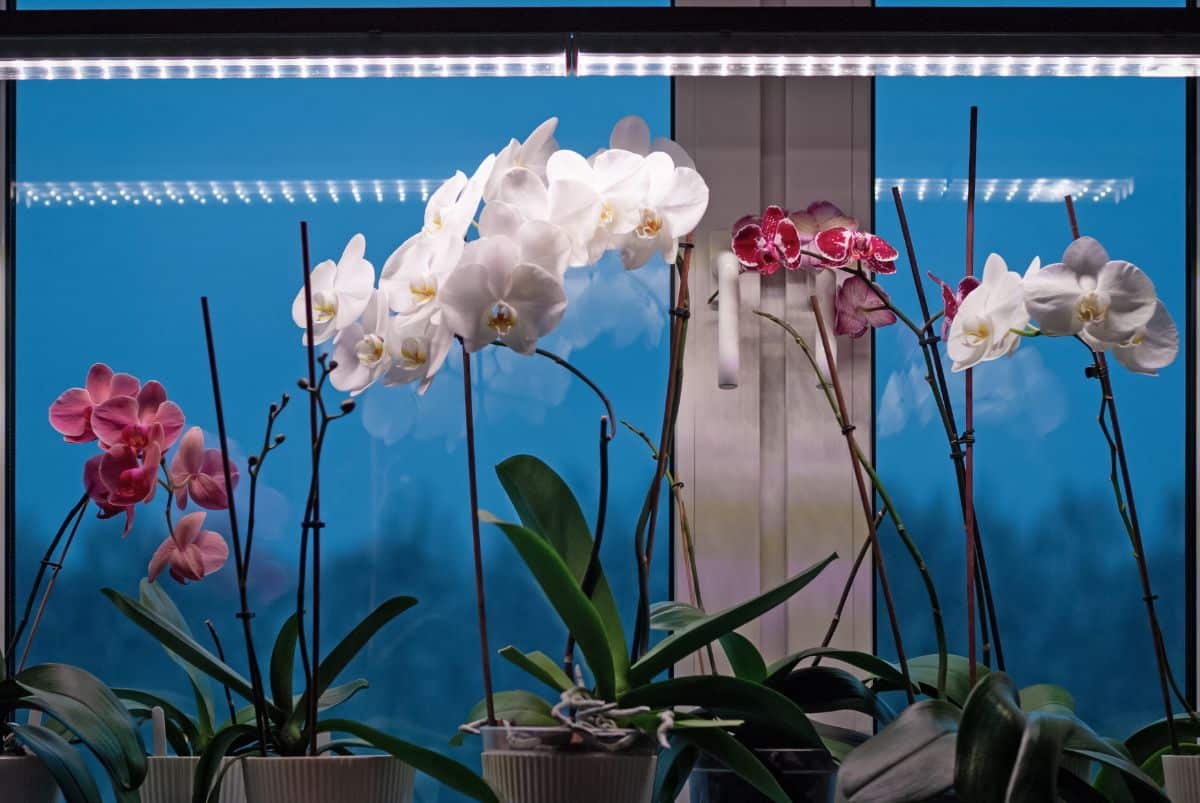 Orchids treated with grow lights