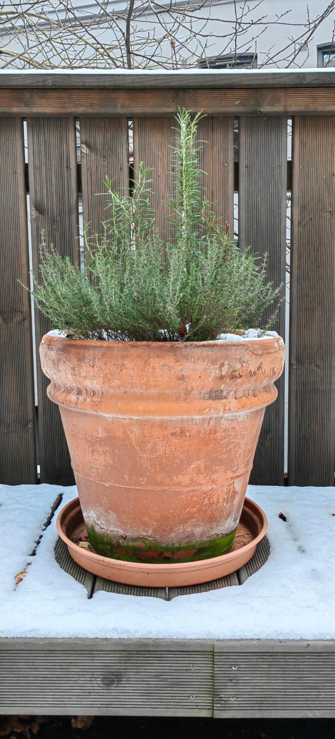 A potted plant to move inside in winter