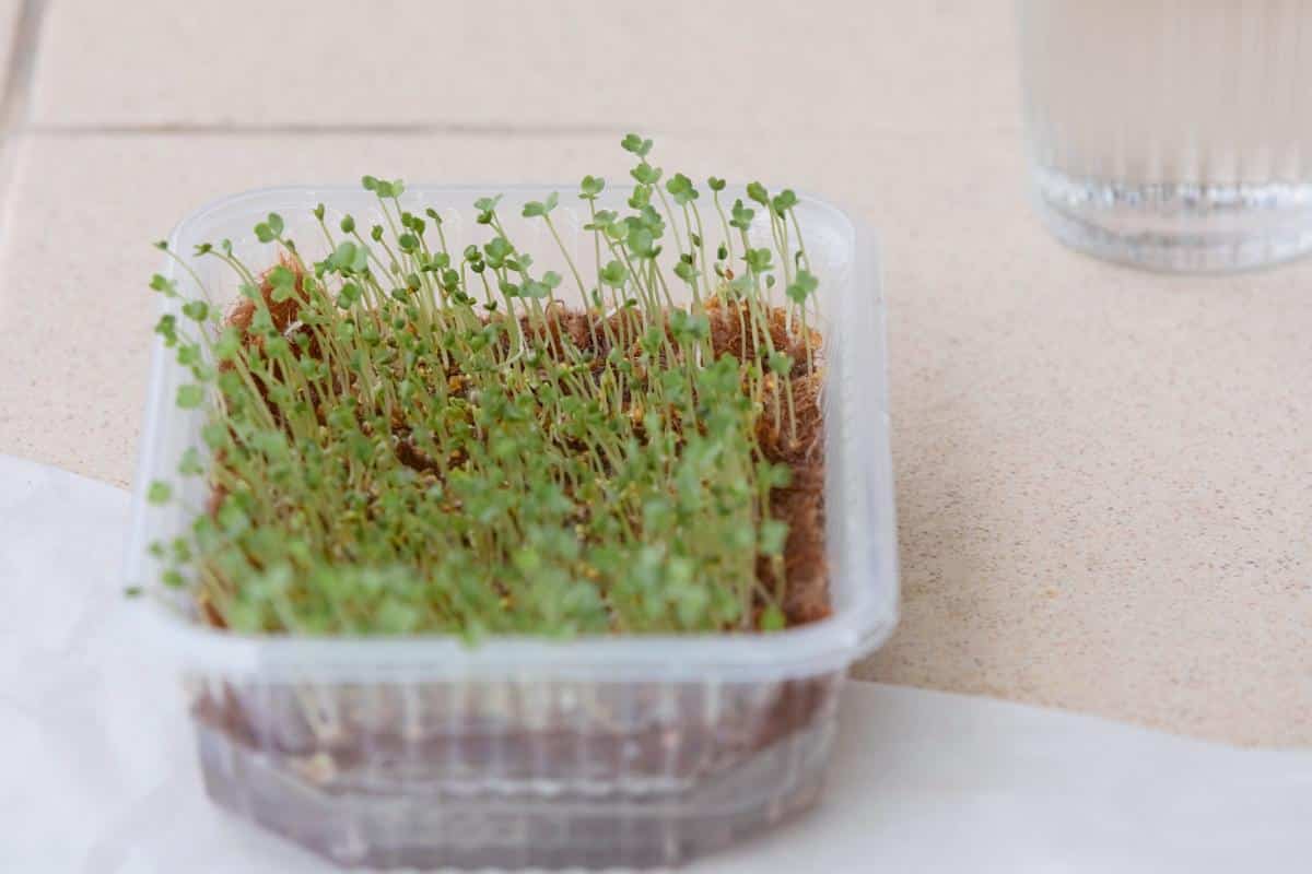 A tray of sprouts growing at home