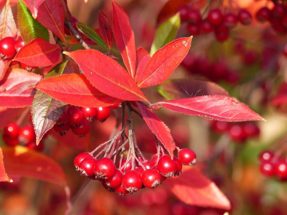 Chokeberries provide fall and winter color