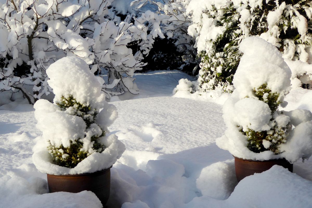 Evergreen trees in pots