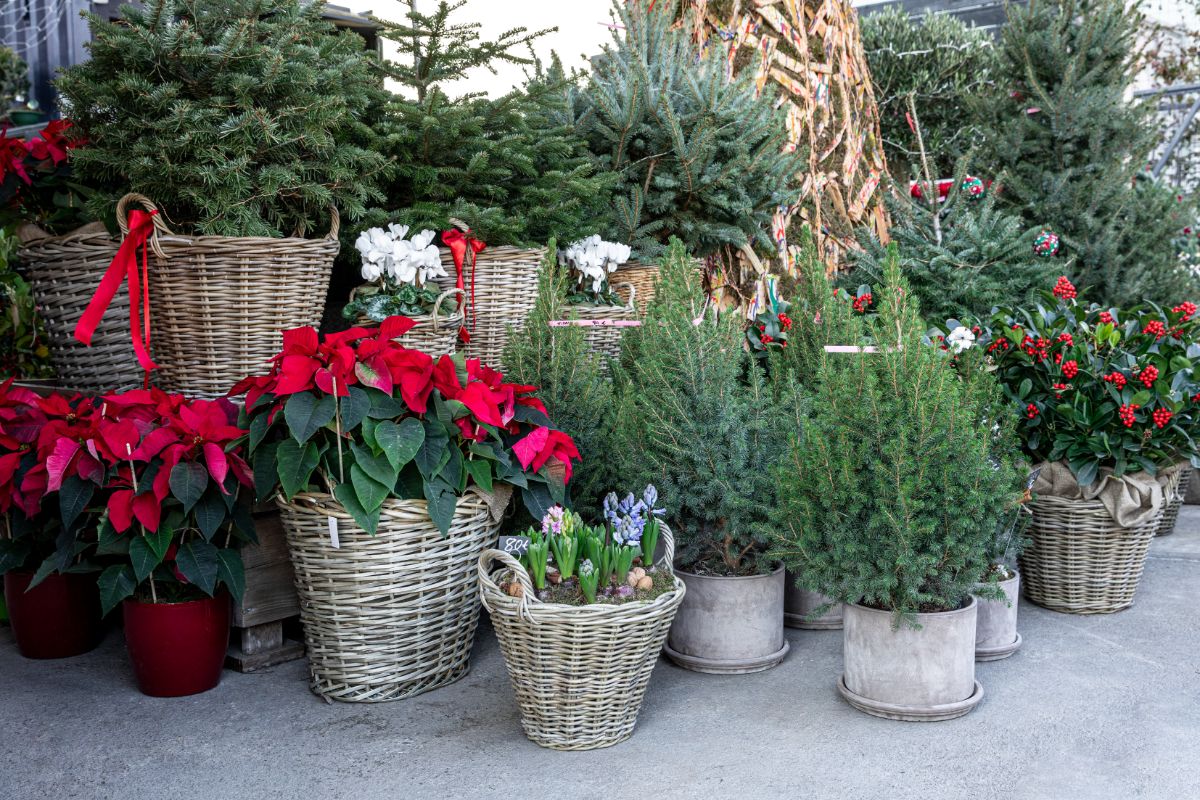 Live potted plants for Christmas decorating