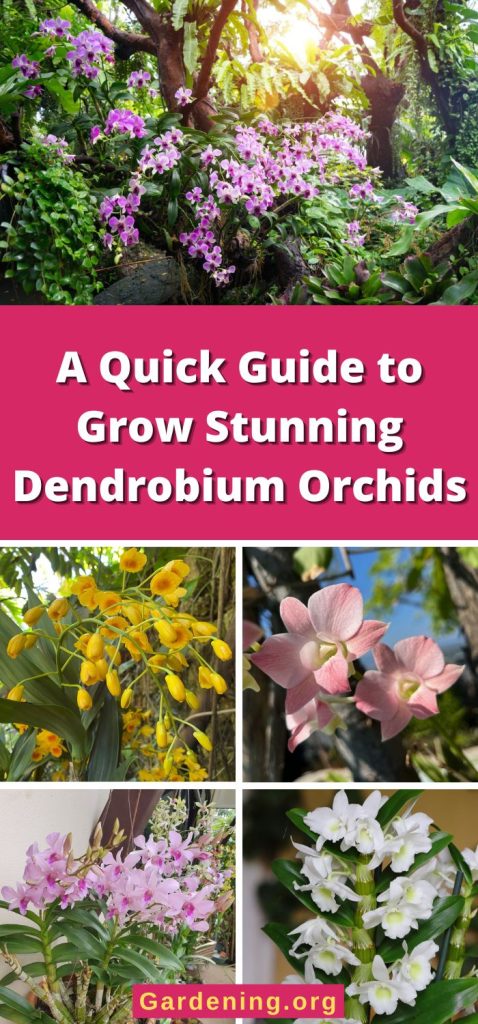 A Quick Guide to Grow Stunning Dendrobium Orchids pinterest image.