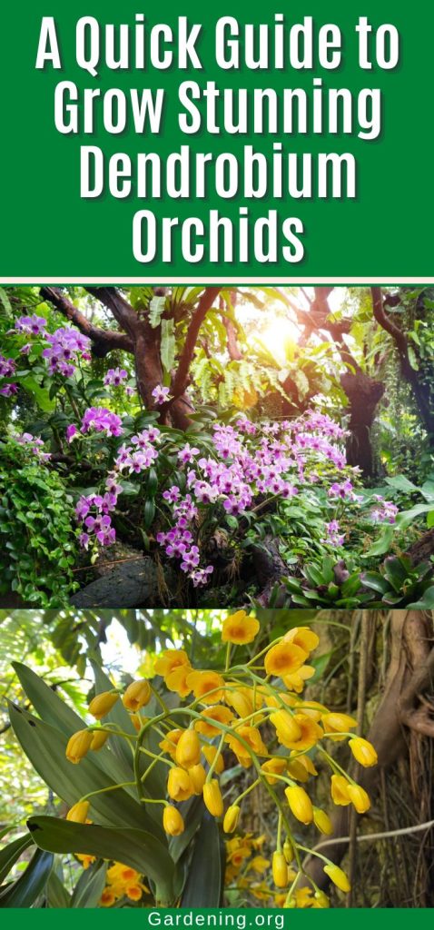 A Quick Guide to Grow Stunning Dendrobium Orchids pinterest image.