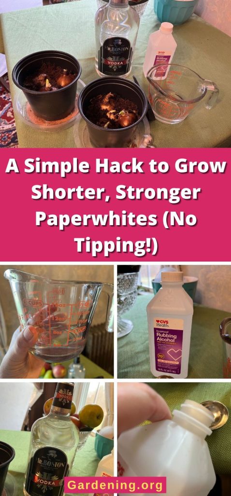 A Simple Hack to Grow Shorter, Stronger Paperwhites (No Tipping!) pinterest image.