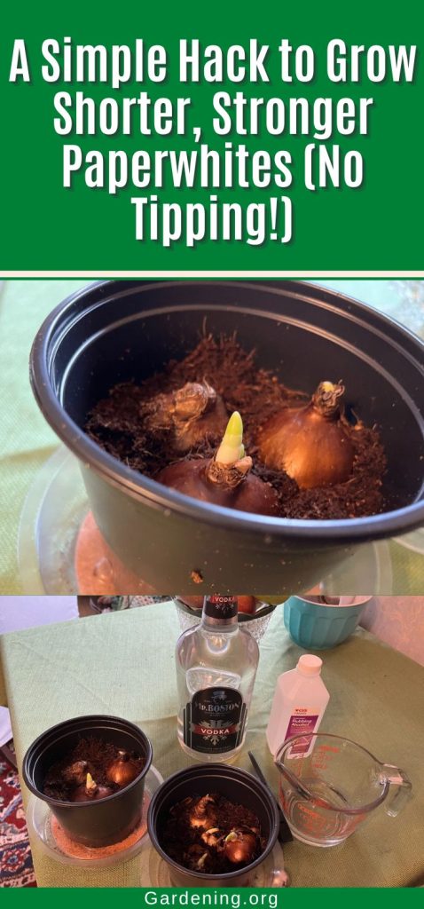 A Simple Hack to Grow Shorter, Stronger Paperwhites (No Tipping!) pinterest image.