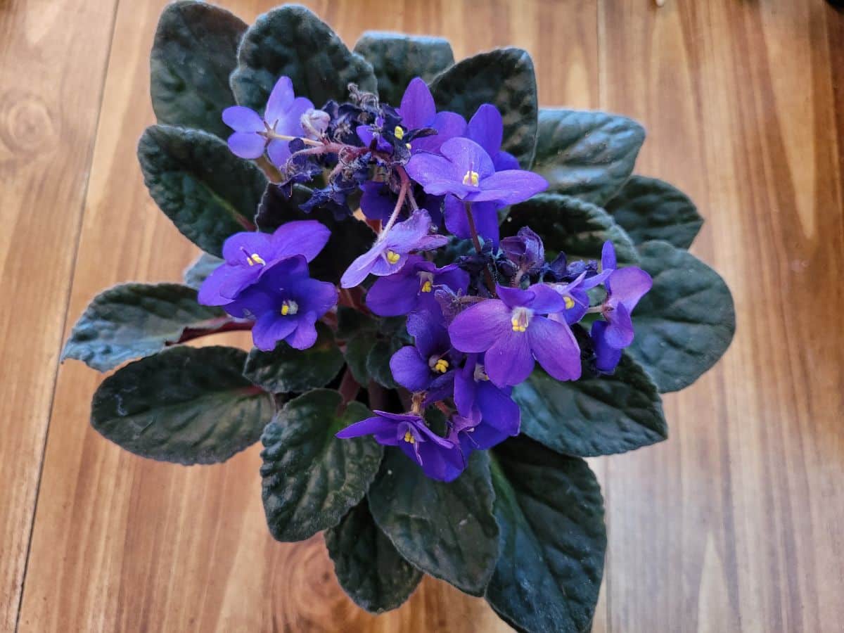 An African violet in full bloom