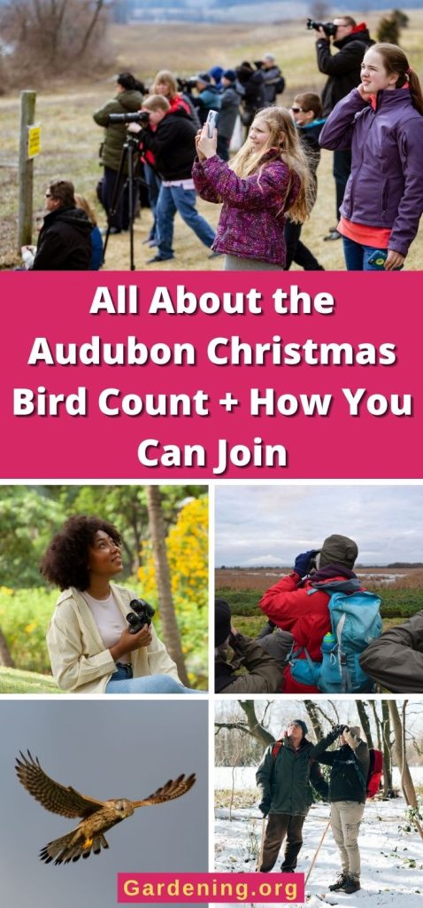 All About the Audubon Christmas Bird Count + How You Can Join pinterest image.