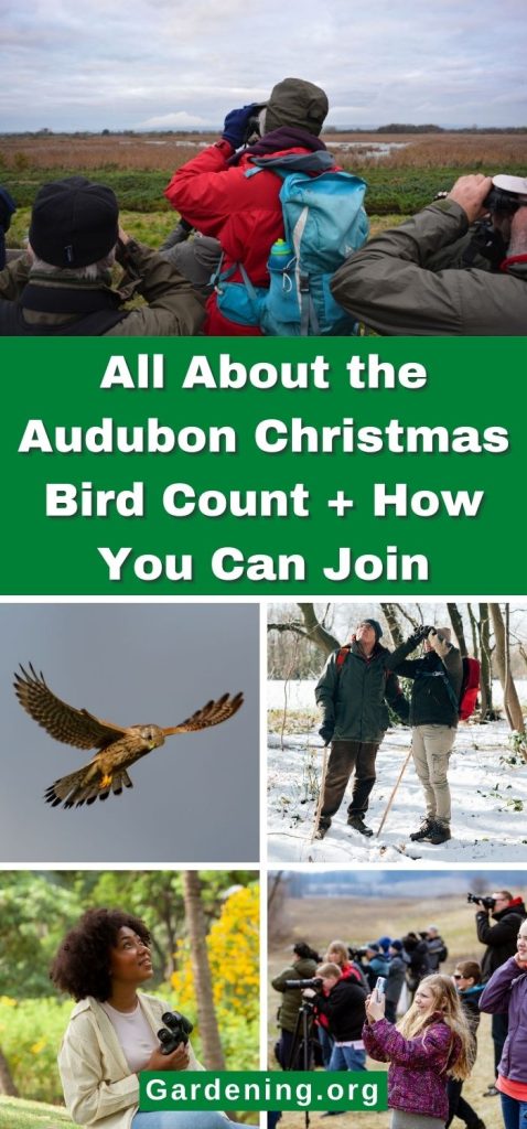 All About the Audubon Christmas Bird Count + How You Can Join pinterest image.