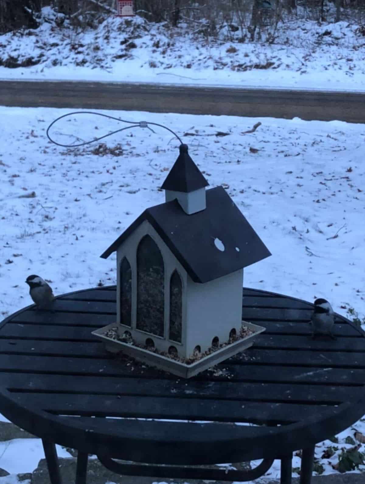 Chickadees on a patio table