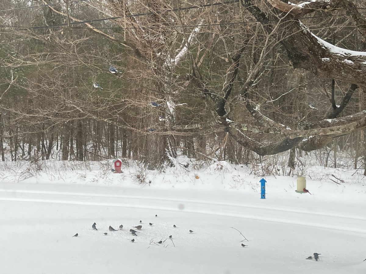 Different types of birds at a bird feeder in winter