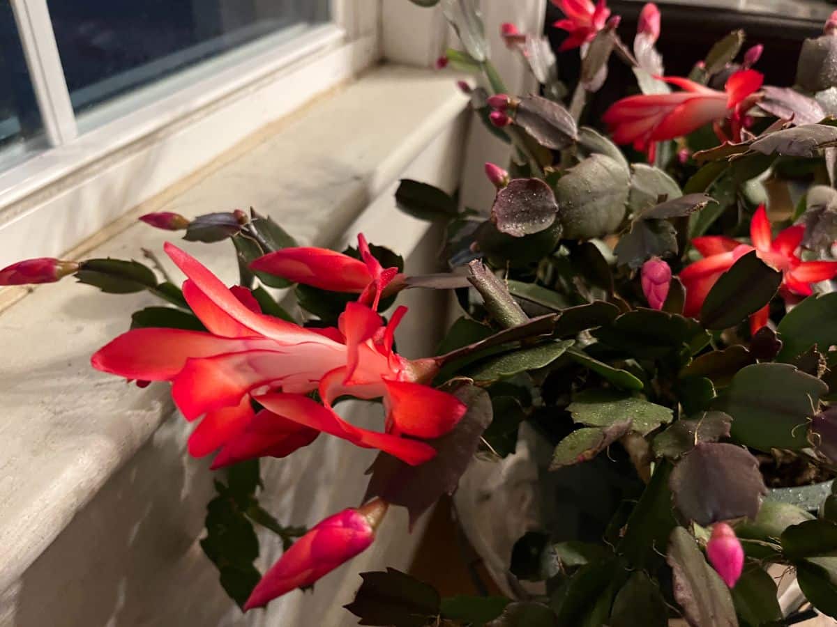 A holiday cactus in bloom