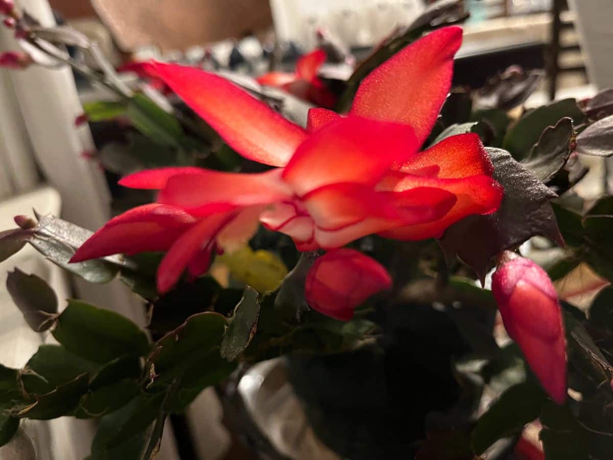 A blooming holiday cactus