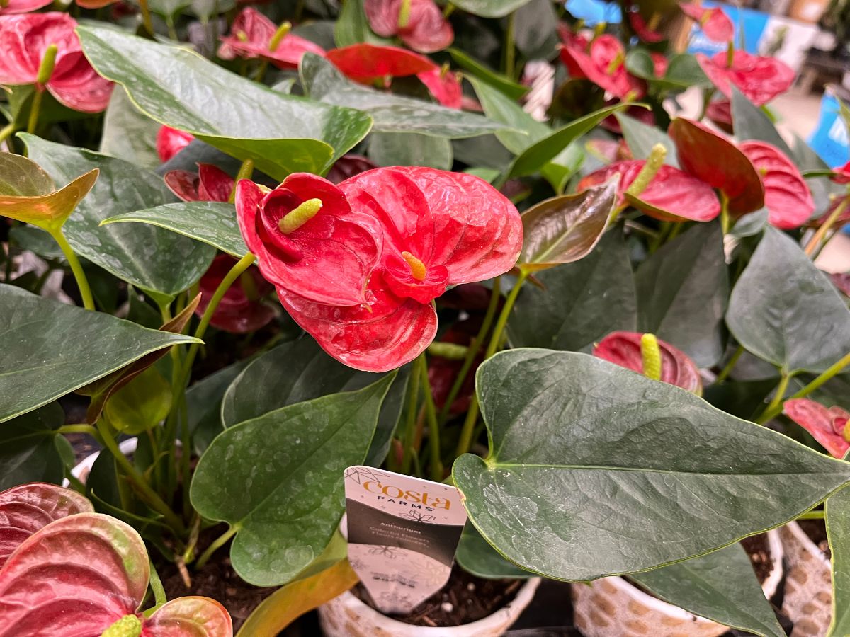 Red and green anthurium plants