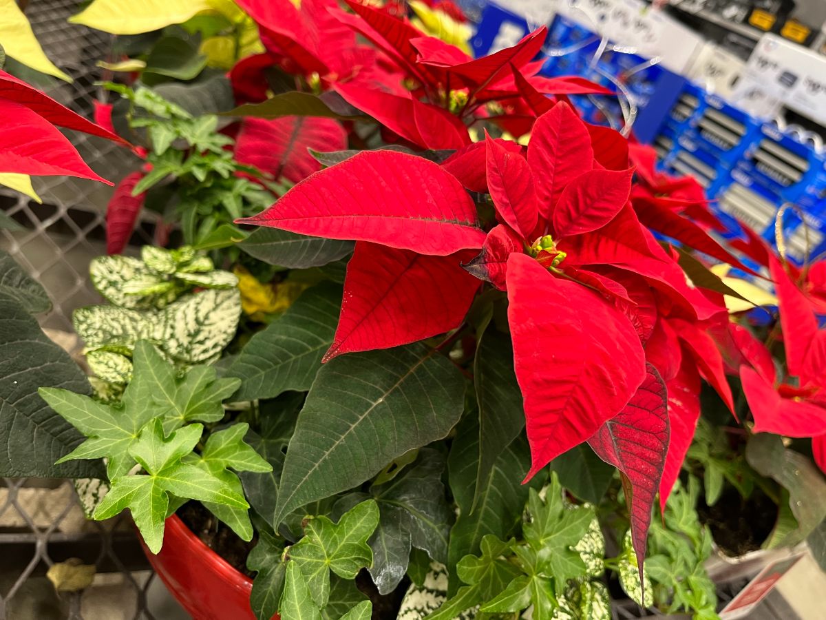A potted poinsettia with ivy and polka dot plant
