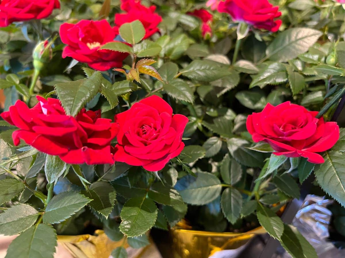 Potted red miniature roses