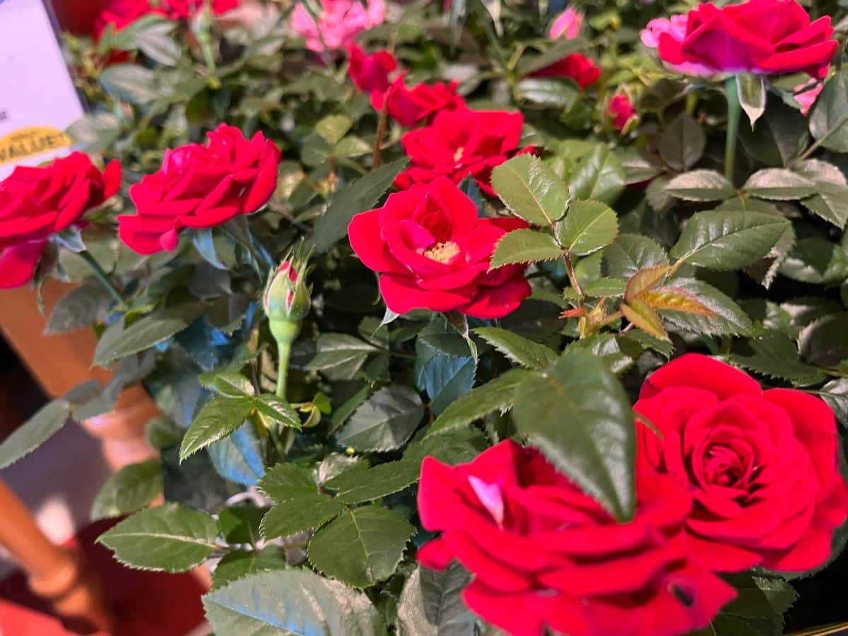 Red mini rose in bloom at Christmas
