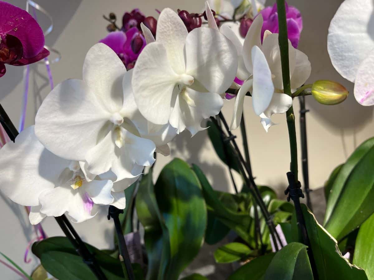 Creamy white orchids for decorating for Christmas