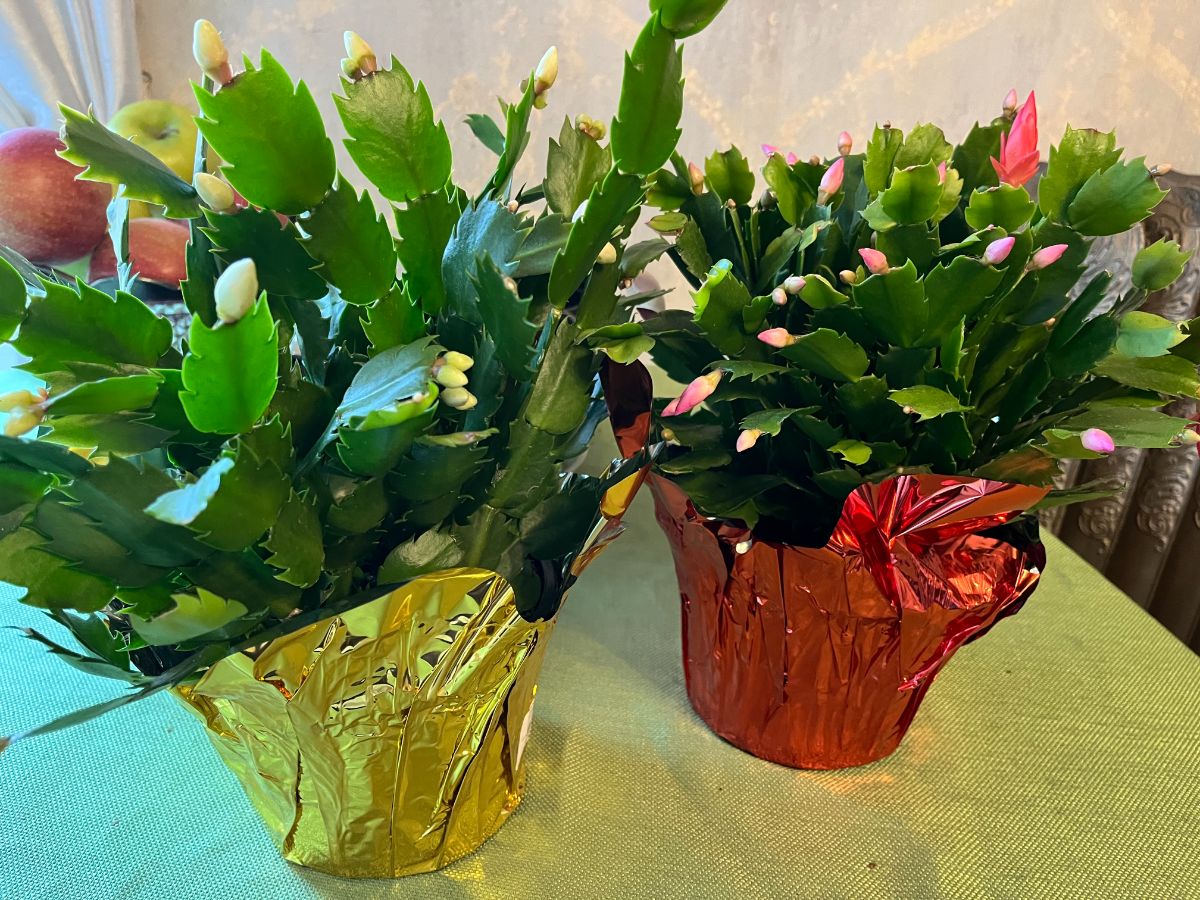 Holiday cactuses on a table