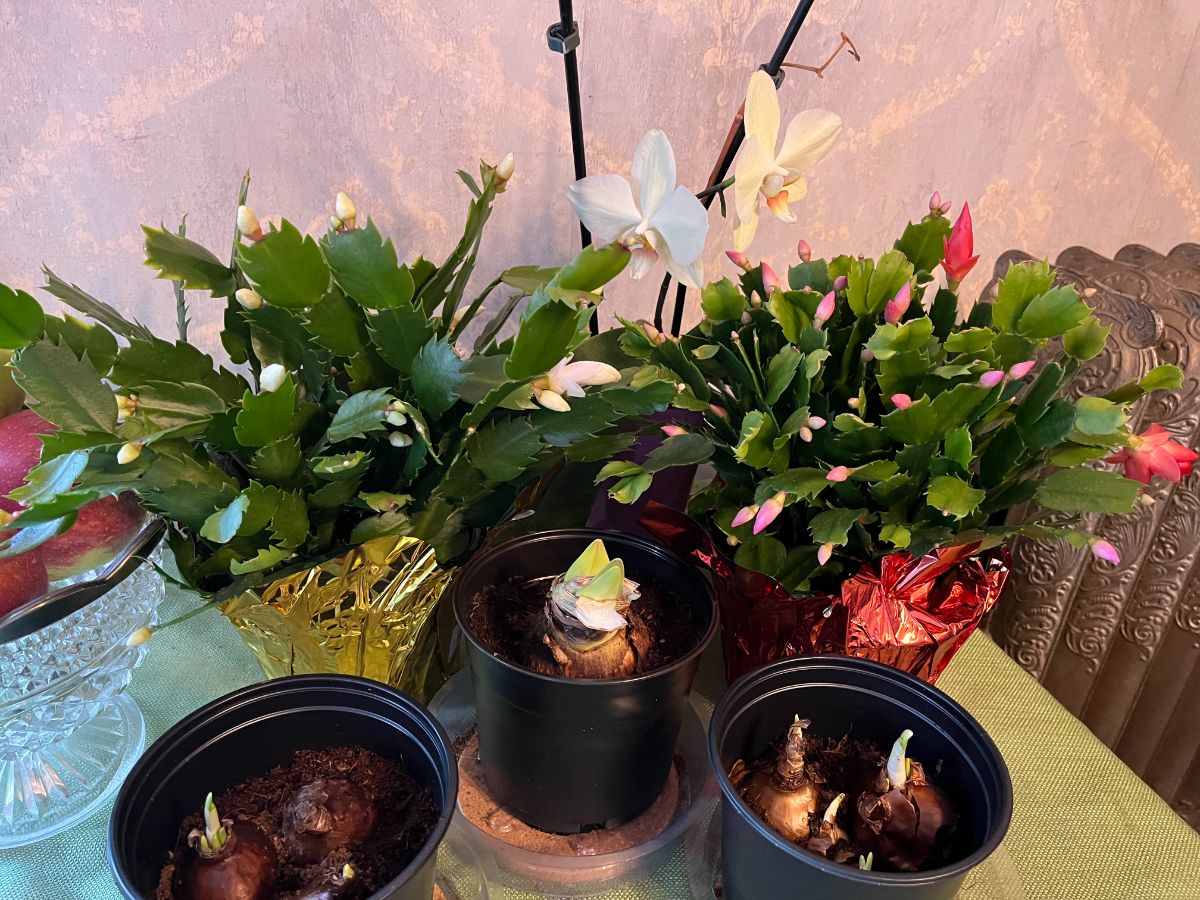 Potted Christmas cactus and other live plants