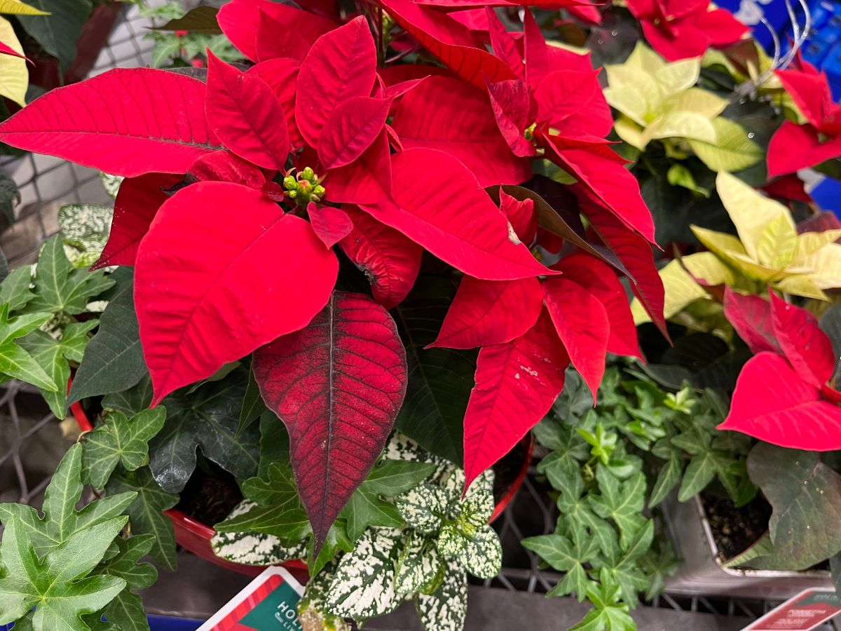 Poinsettias planted with ivy and other plants