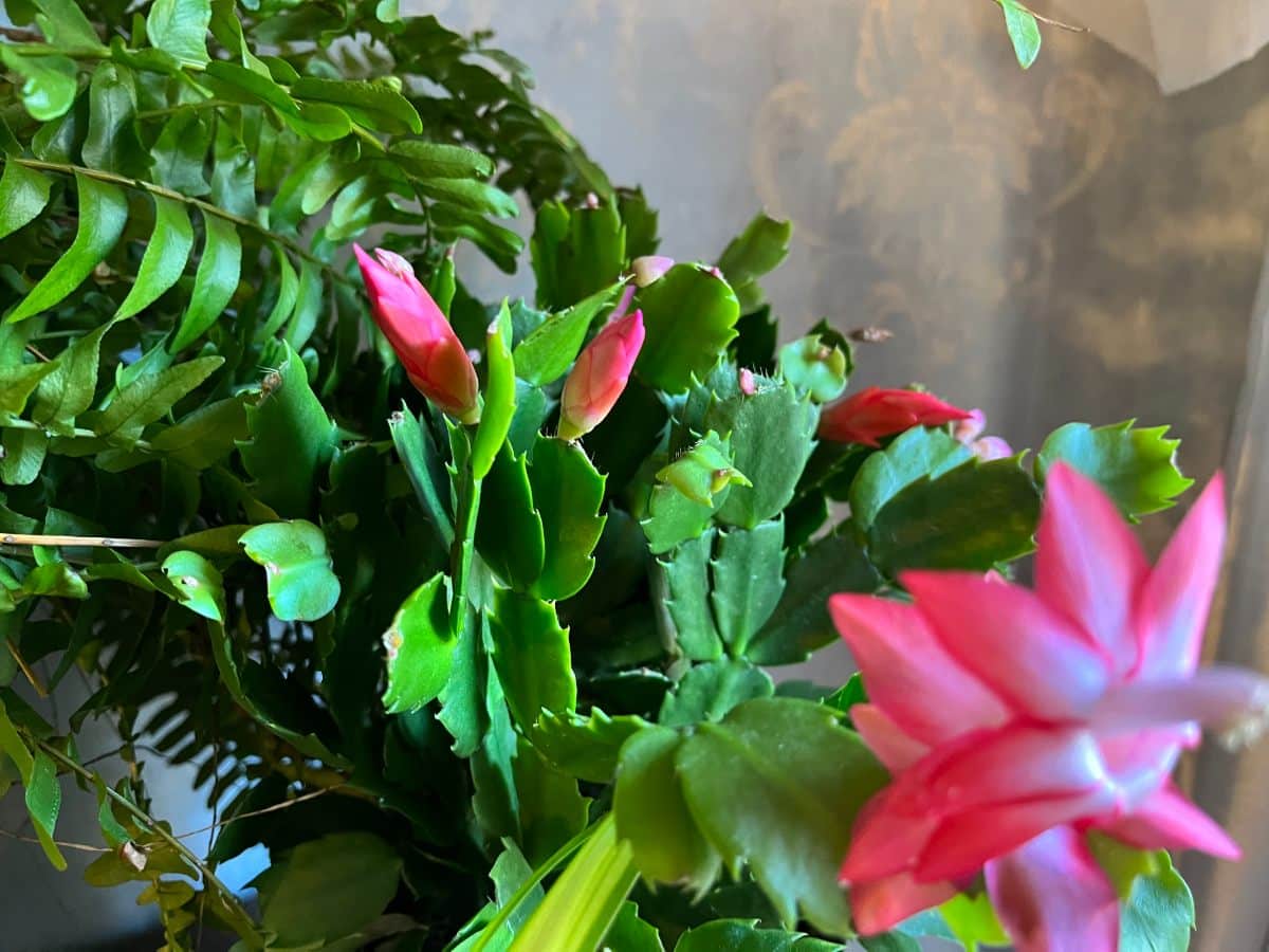 Christmas cactus up close with a fern behind it