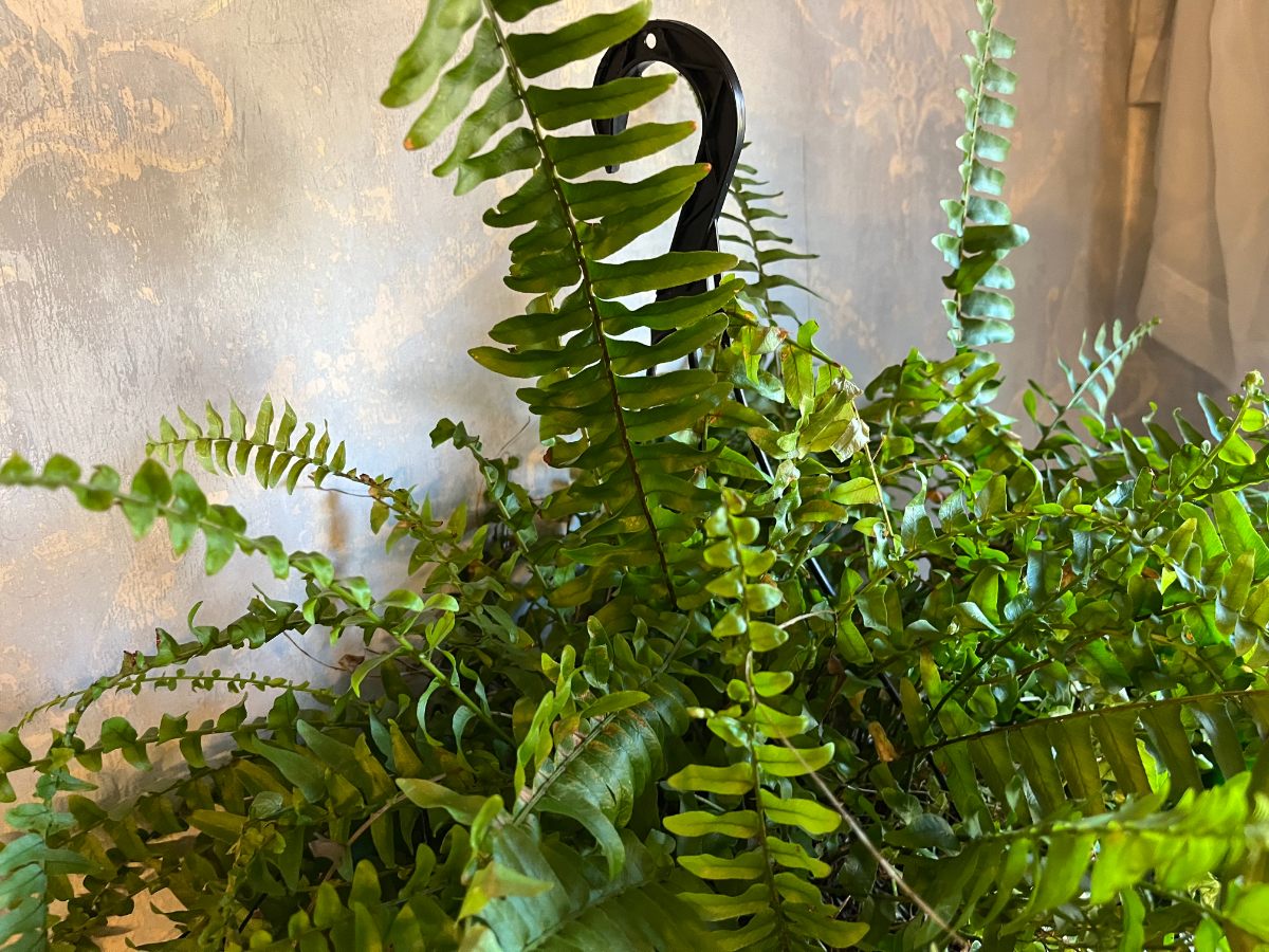Boston fern hanging plant