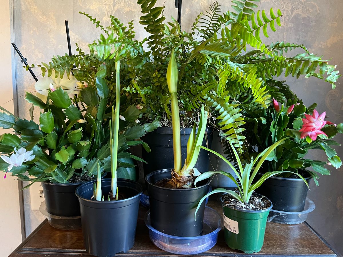 A collection of plants to give as gifts