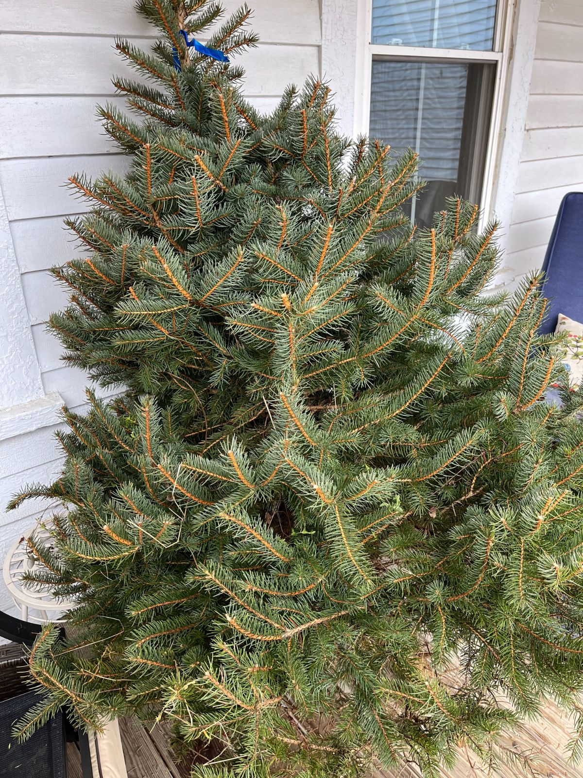 A fresh cut Christmas tree waiting to come inside