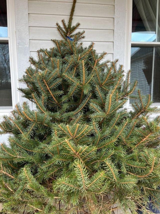 12 Eco-Friendly Things To Do With Your Tree After Christmas - Gardening