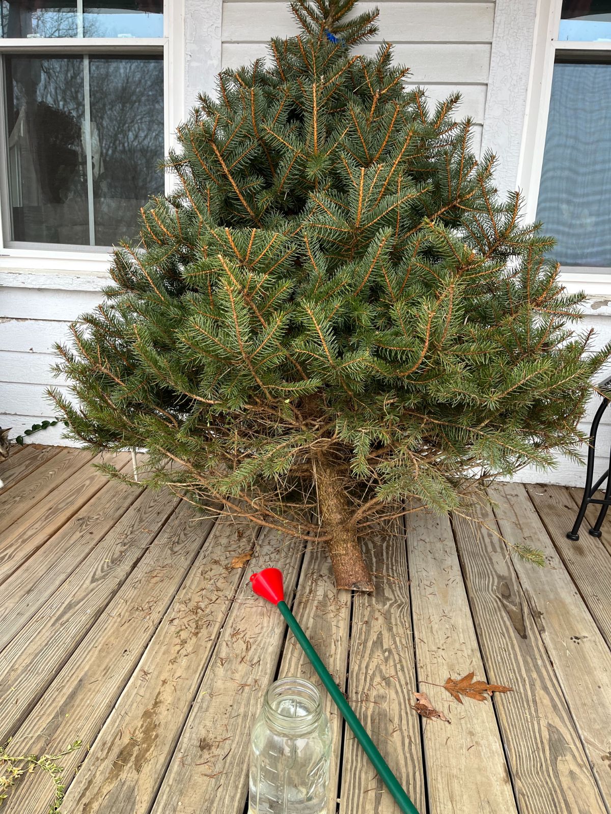 A fresh cut Christmas tree with watering supplies