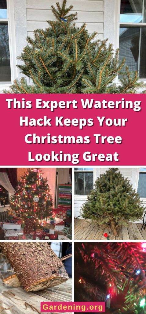 This Expert Watering Hack Keeps Your Christmas Tree Looking Great pinterest image.