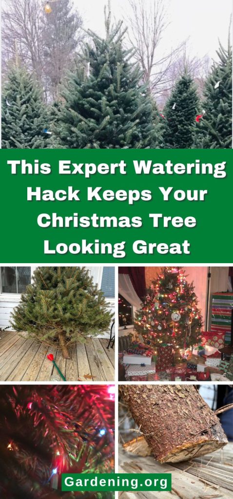 This Expert Watering Hack Keeps Your Christmas Tree Looking Great pinterest image.