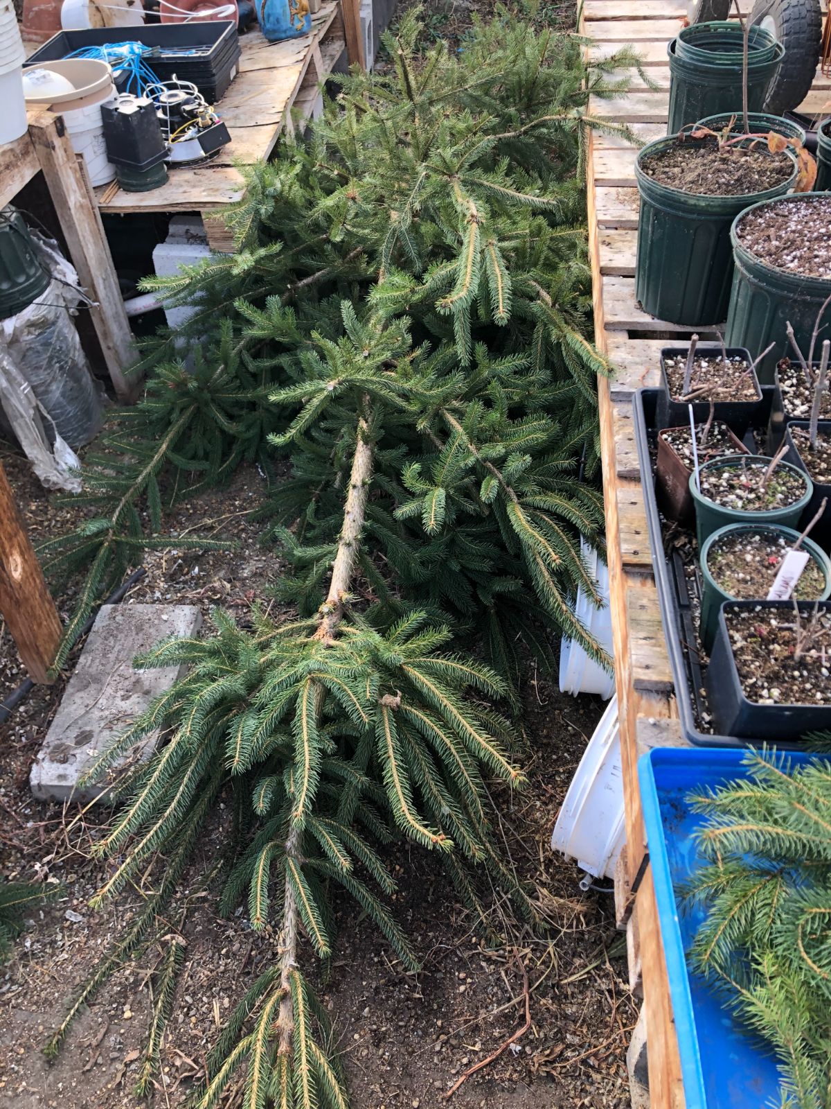 A Christmas tree ready for a hugelkutur system