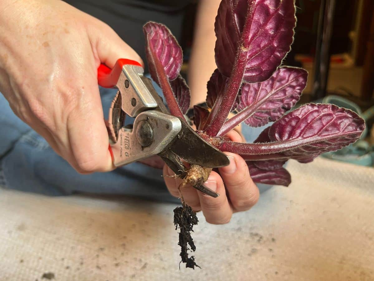 Cutting an African violet stem for re-potting and re-rooting