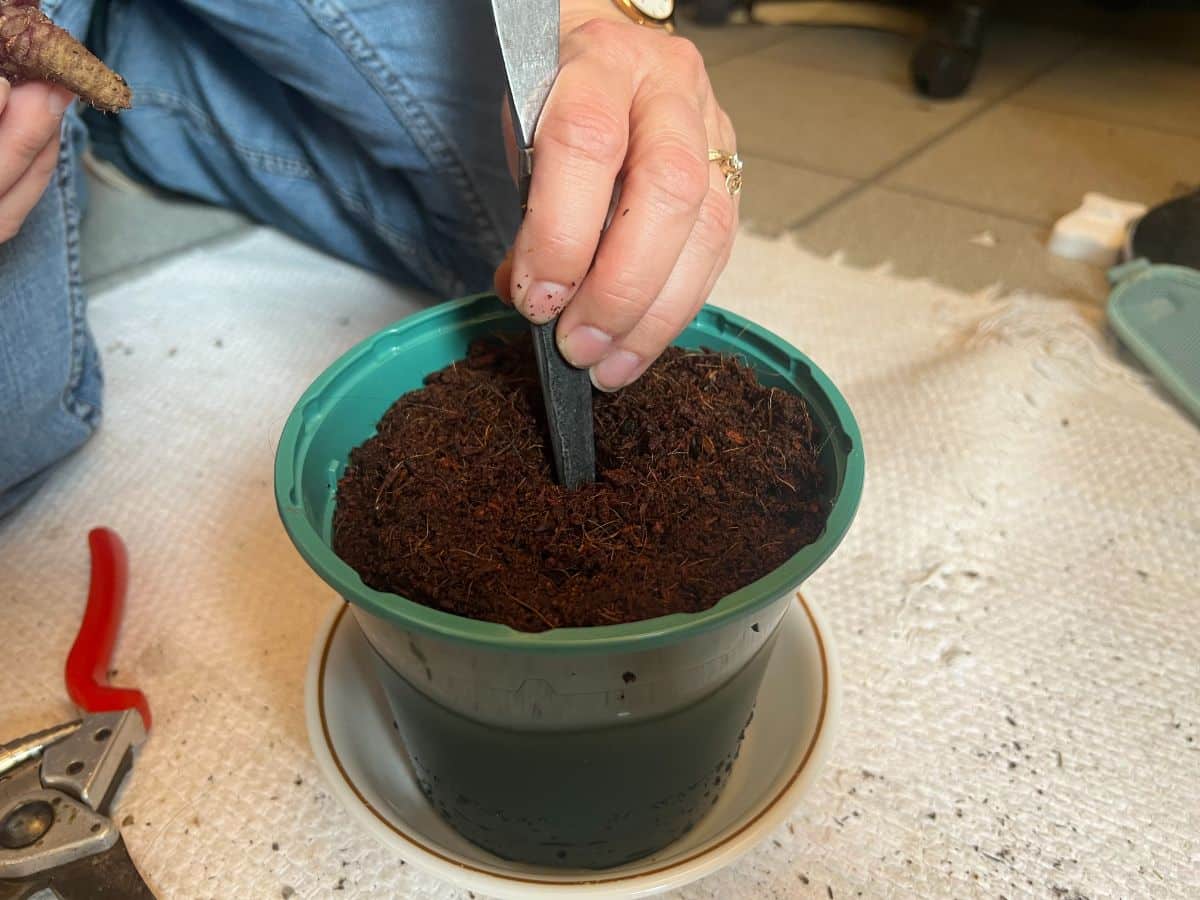 Preparing a pot for an African violet to fix its stem