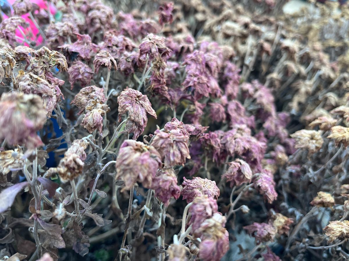 Fragrant dried chrysanthemum flowers