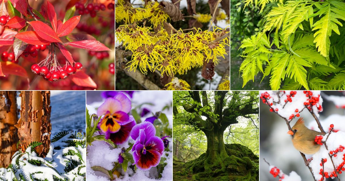 Vibrant Year-Round Color in Your Garden 