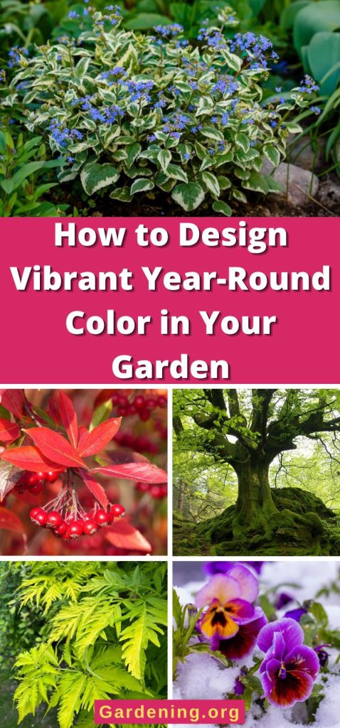 How to Design Vibrant Year-Round Color in Your Garden pinterest image.