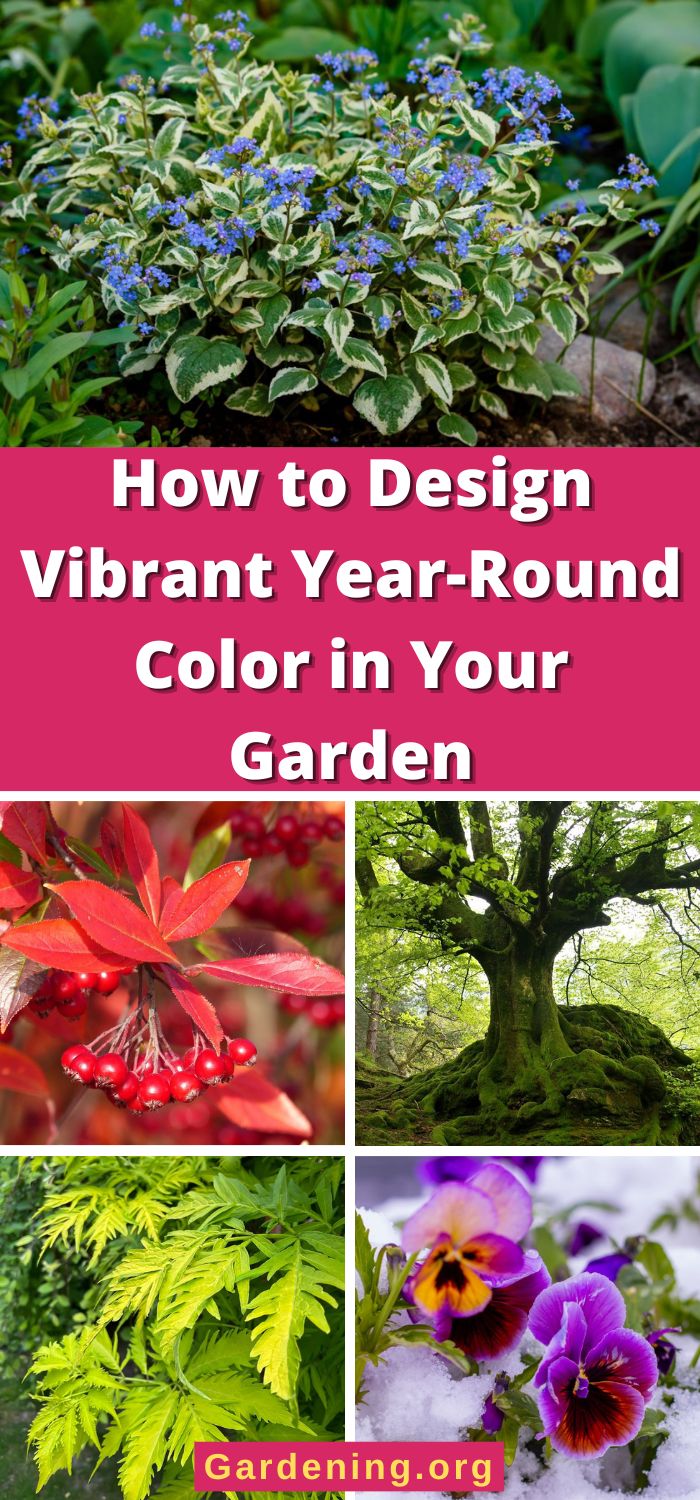 How to Design Vibrant Year-Round Color in Your Garden - Gardening