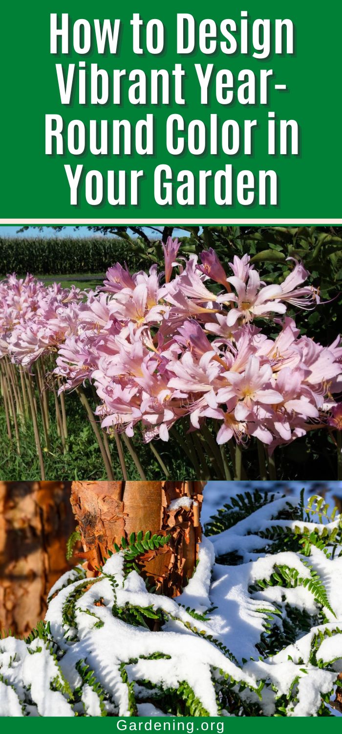 How to Design Vibrant Year-Round Color in Your Garden - Gardening