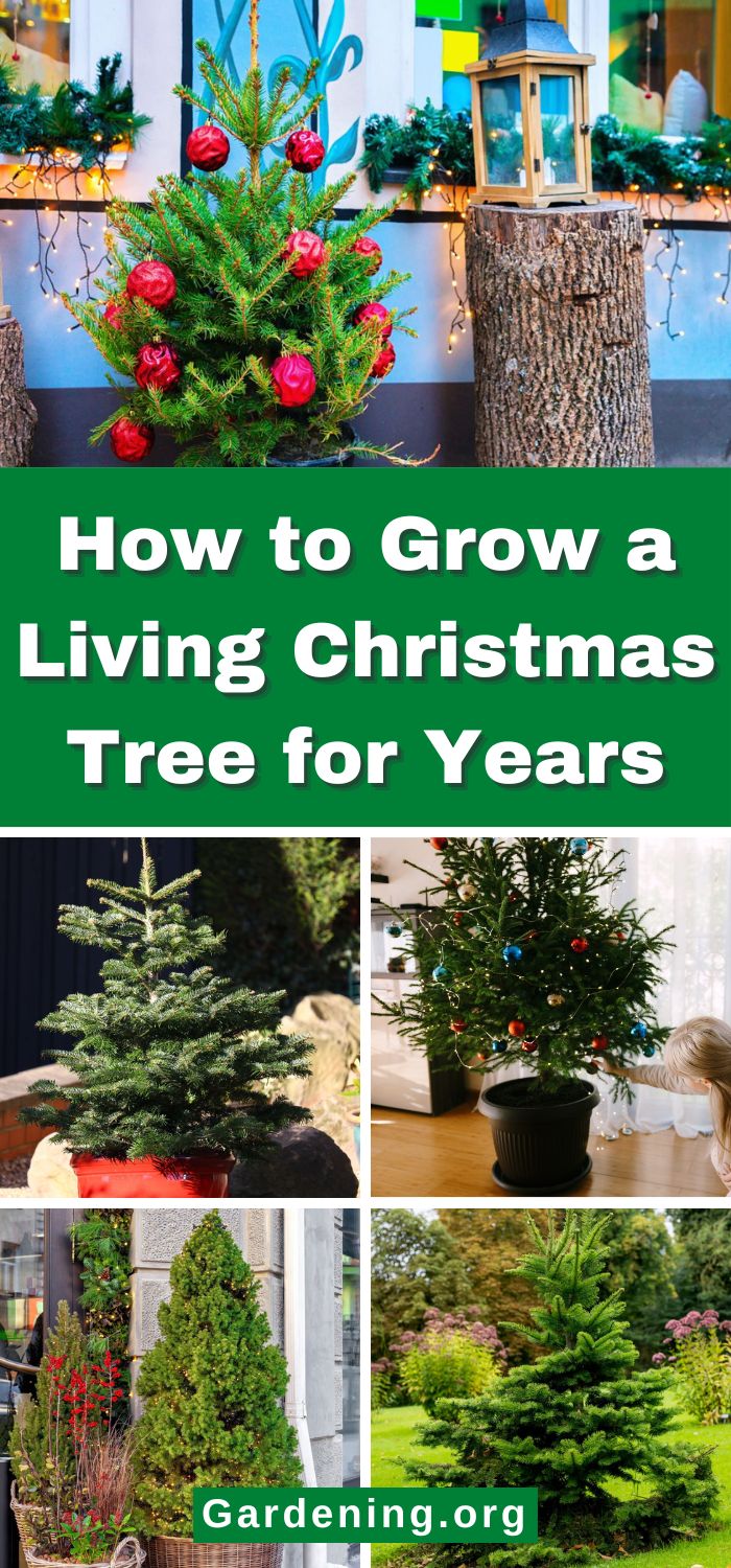 Tree Lot Making How to Grow a Living Christmas Tree for Years - Gardening